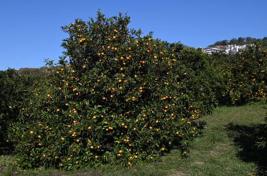 Сбор мандаринов в Сочи