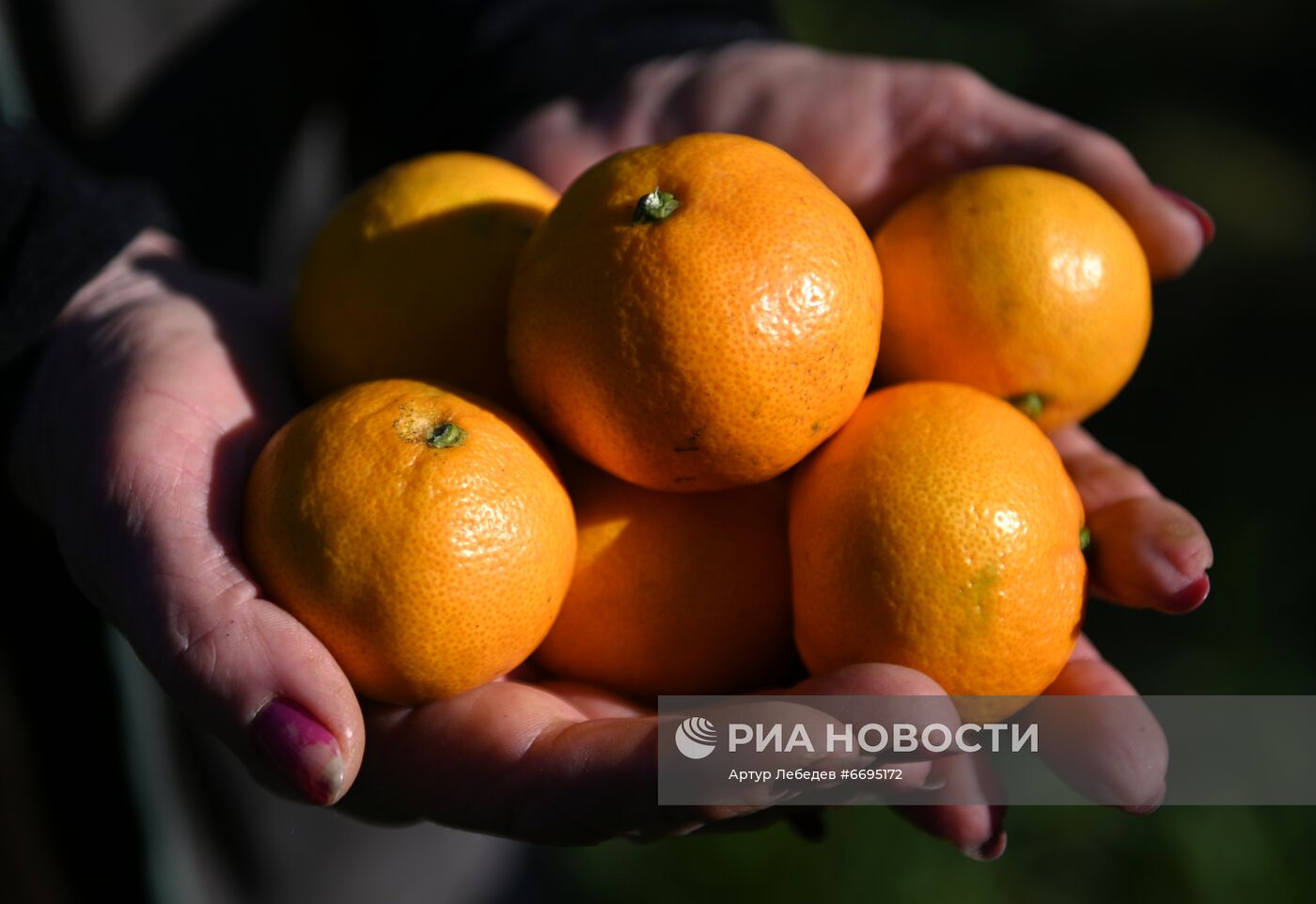 Сбор мандаринов в Сочи