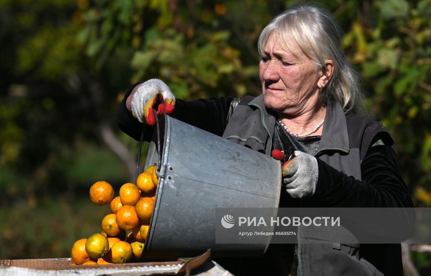 Сбор мандаринов в Сочи