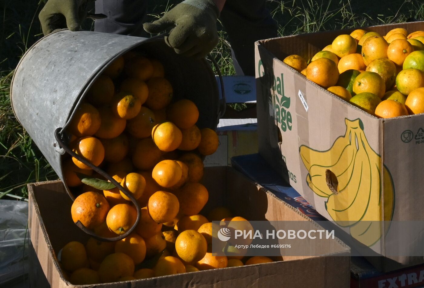 Сбор мандаринов в Сочи