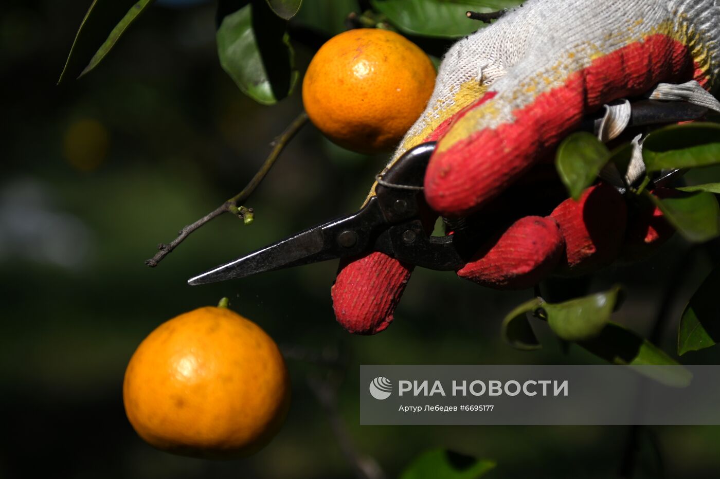 Сбор мандаринов в Сочи