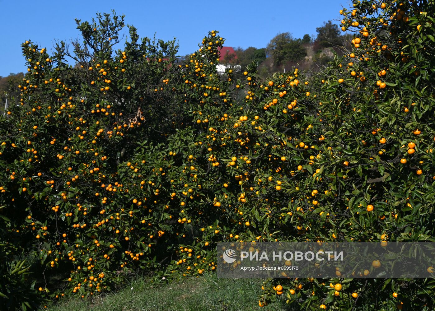 Сбор мандаринов в Сочи