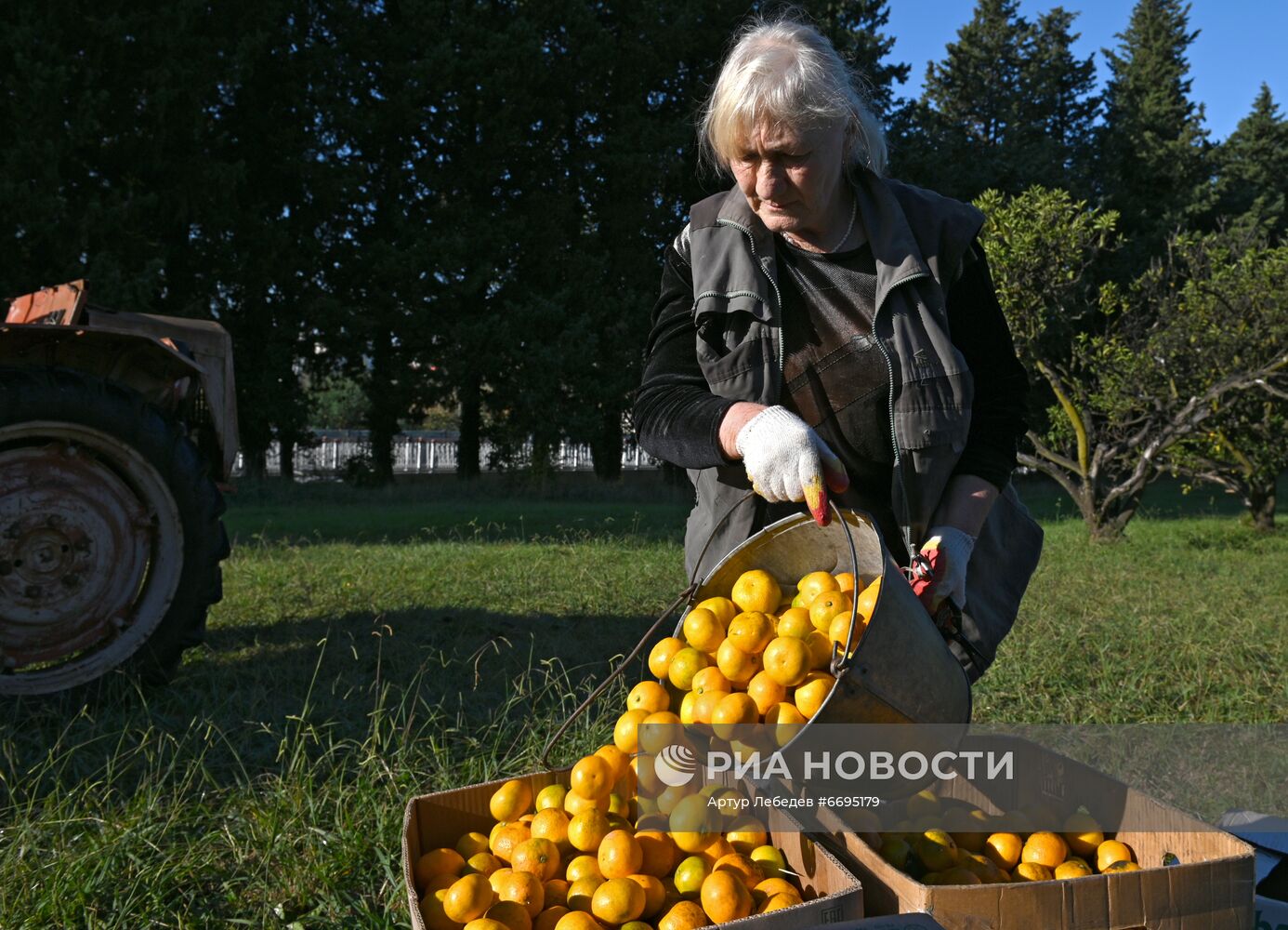 Сбор мандаринов в Сочи