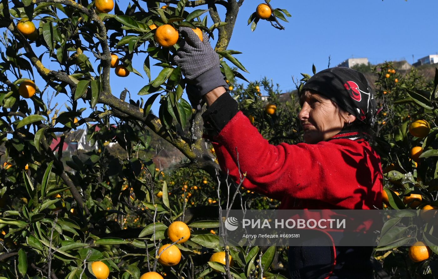 Сбор мандаринов в Сочи