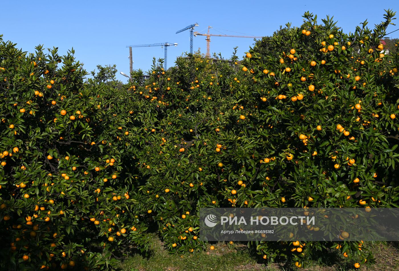 Сбор мандаринов в Сочи