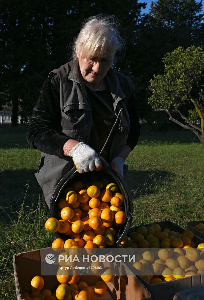 Сбор мандаринов в Сочи