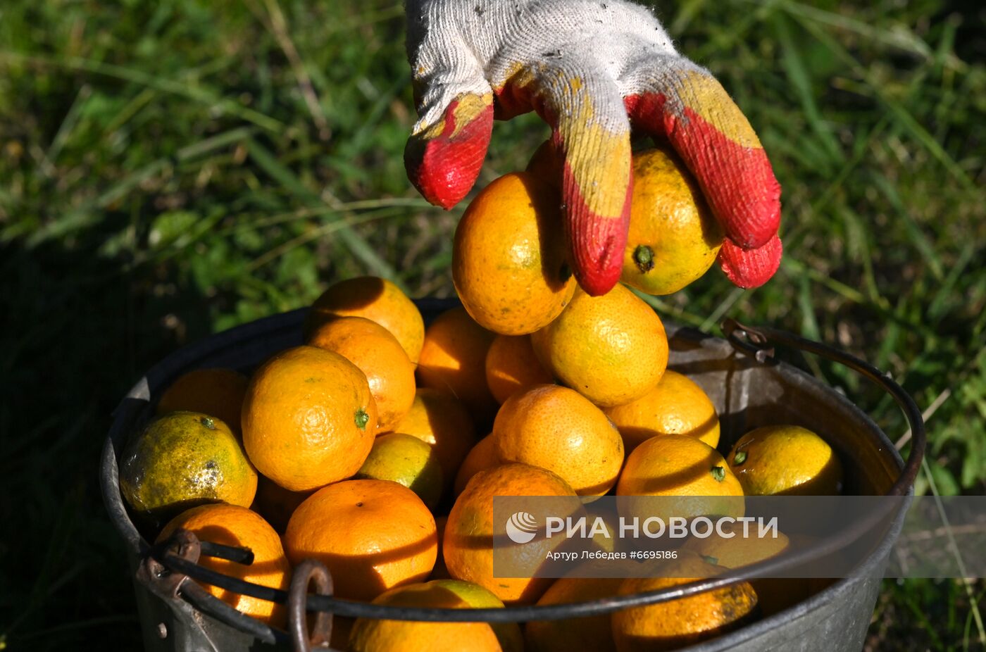 Сбор мандаринов в Сочи