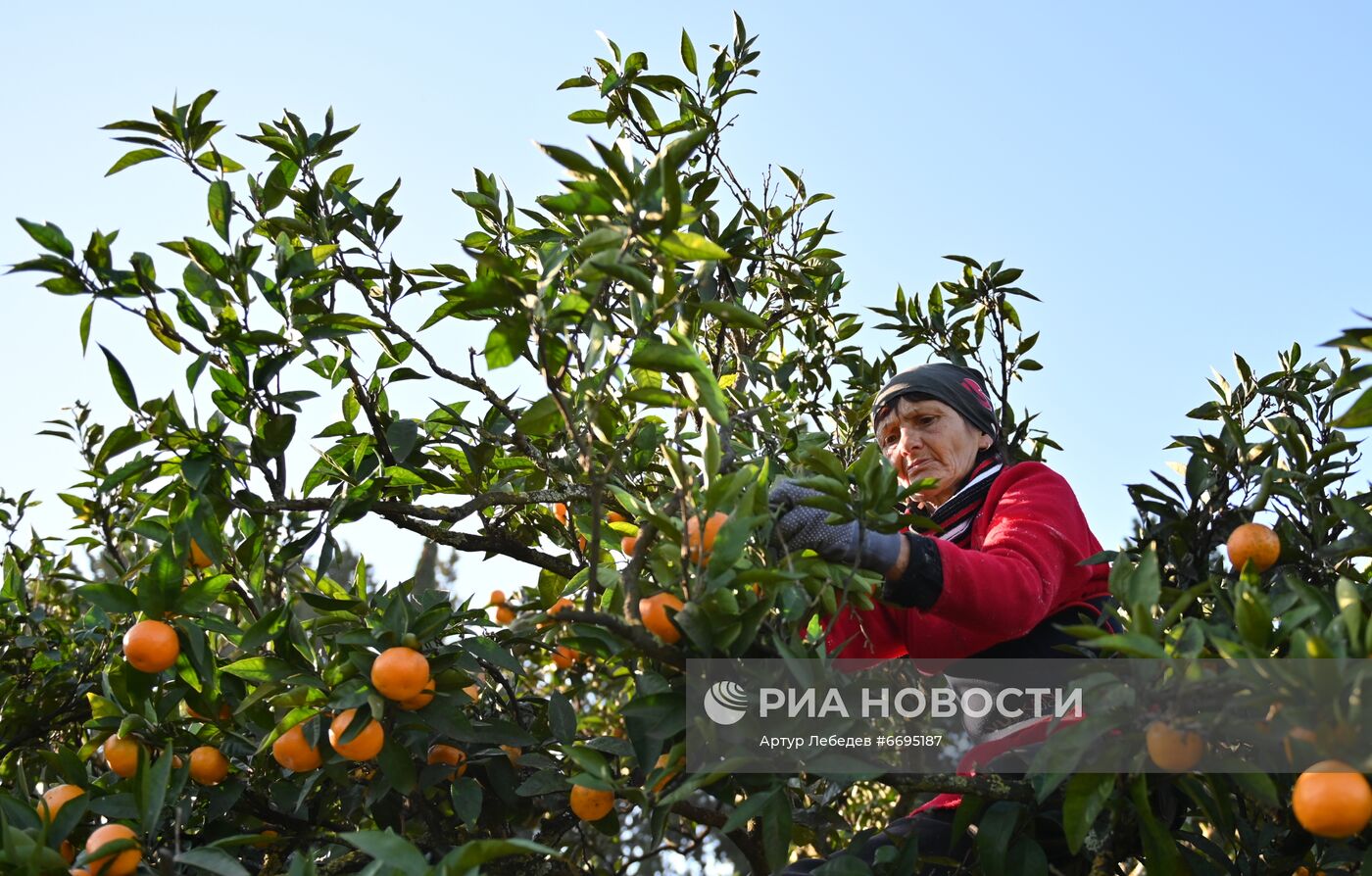 Сбор мандаринов в Сочи