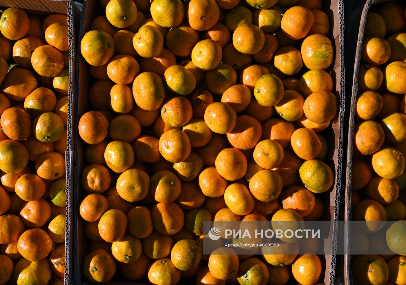 Сбор мандаринов в Сочи