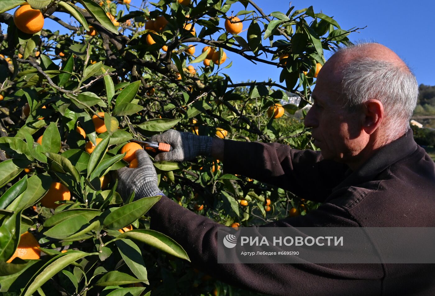 Сбор мандаринов в Сочи