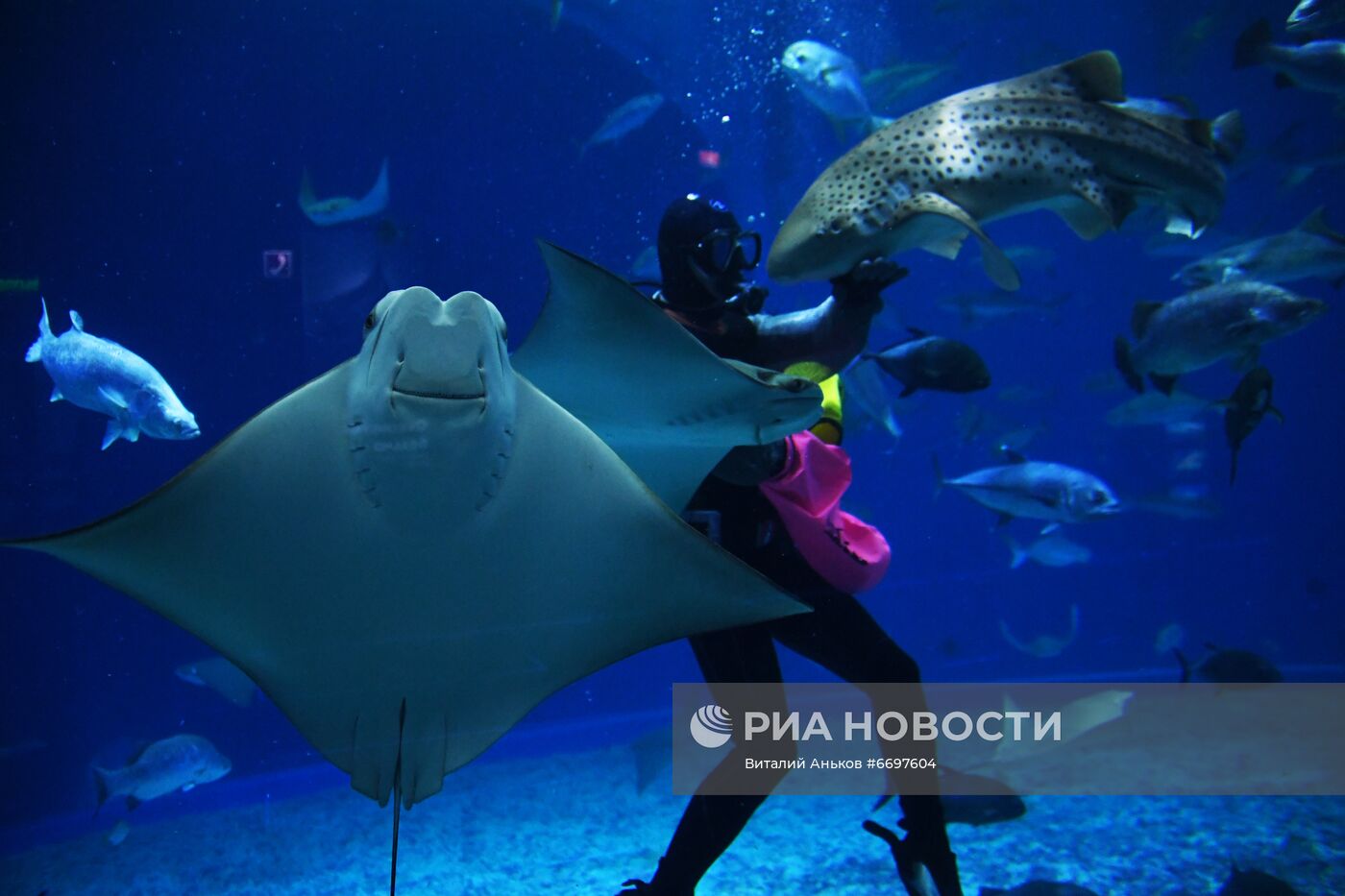 Кормление обитателей Приморского океанариума