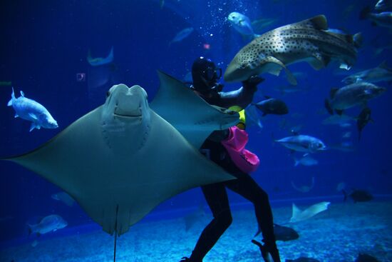 Кормление обитателей Приморского океанариума