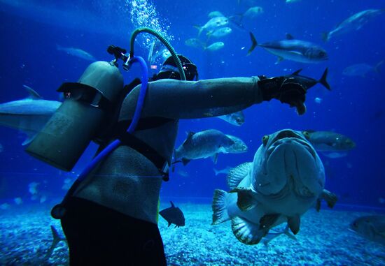 Кормление обитателей Приморского океанариума 