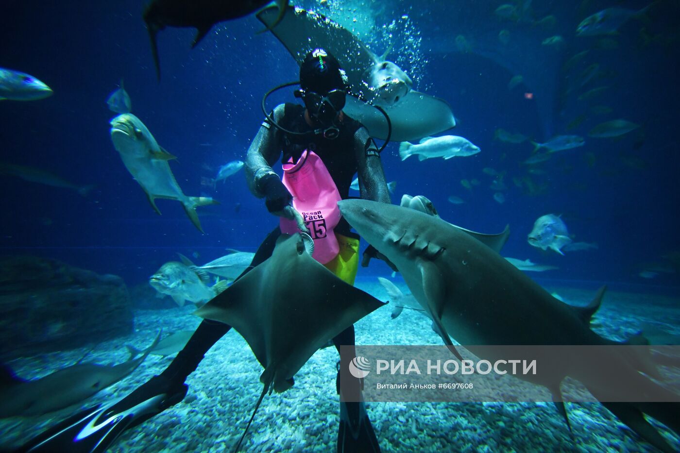 Кормление обитателей Приморского океанариума