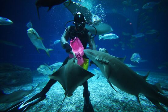 Кормление обитателей Приморского океанариума