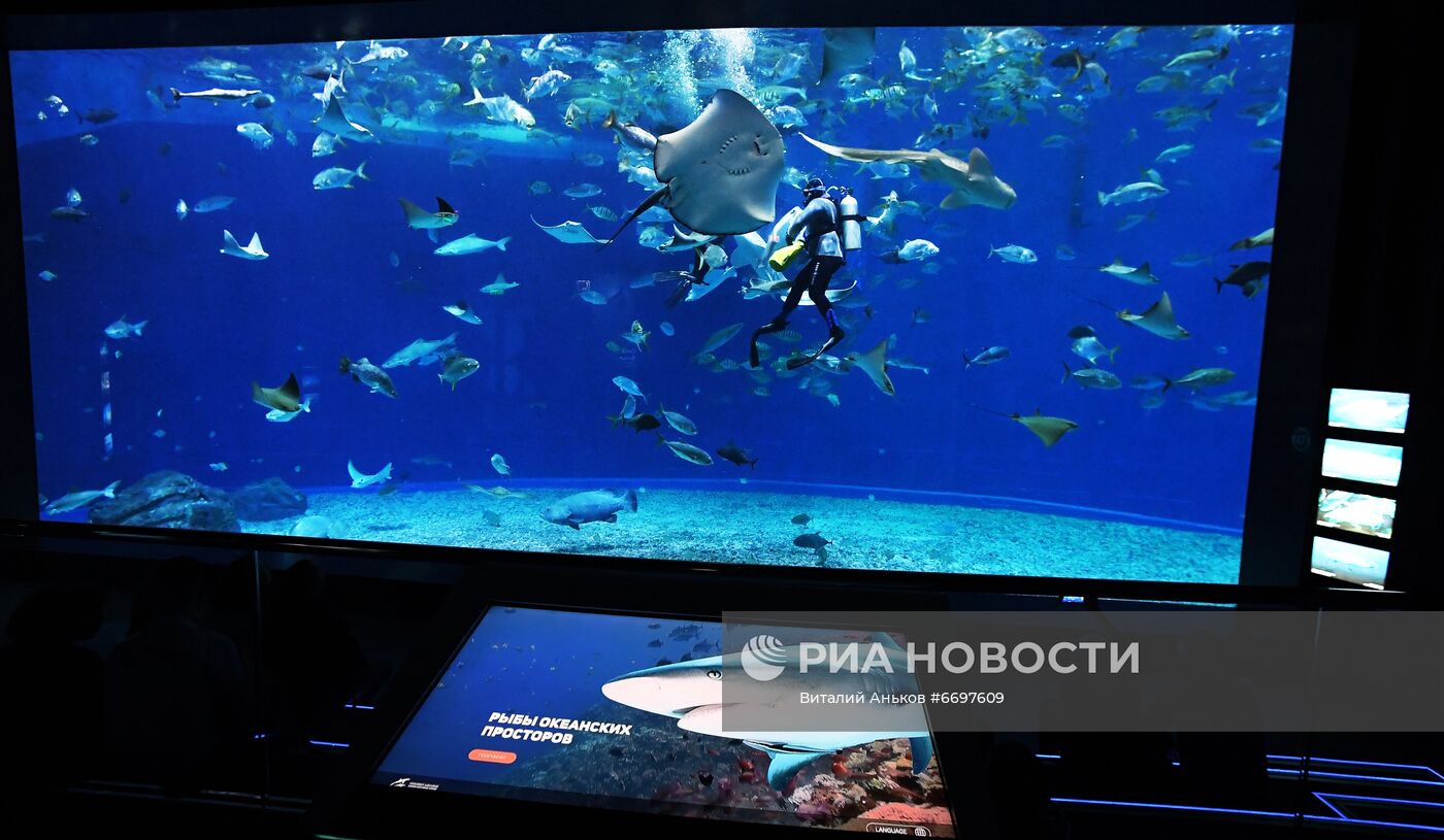 Кормление обитателей Приморского океанариума