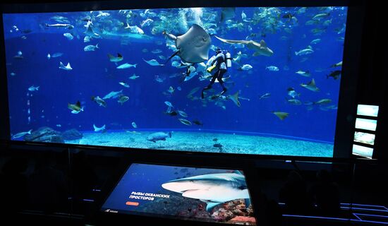 Кормление обитателей Приморского океанариума