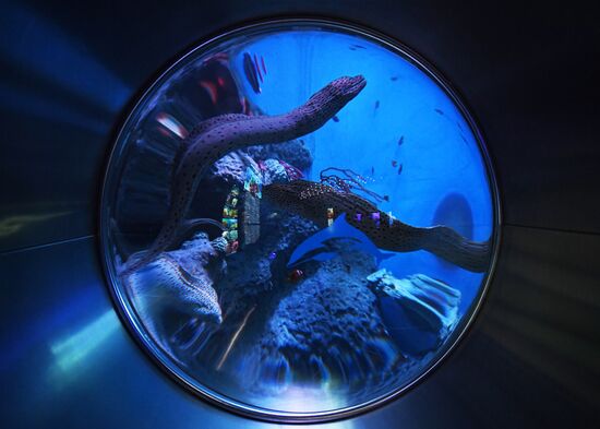 Кормление обитателей Приморского океанариума