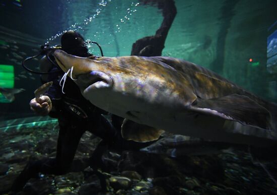 Кормление обитателей Приморского океанариума