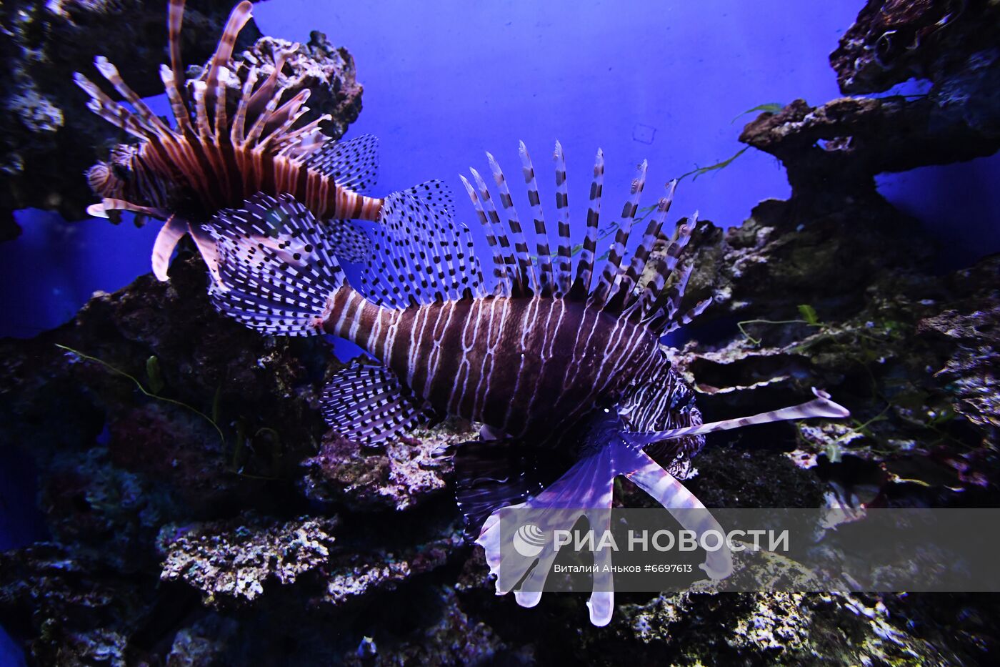 Кормление обитателей Приморского океанариума