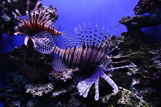 Кормление обитателей Приморского океанариума