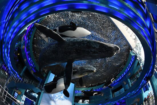 Кормление обитателей Приморского океанариума