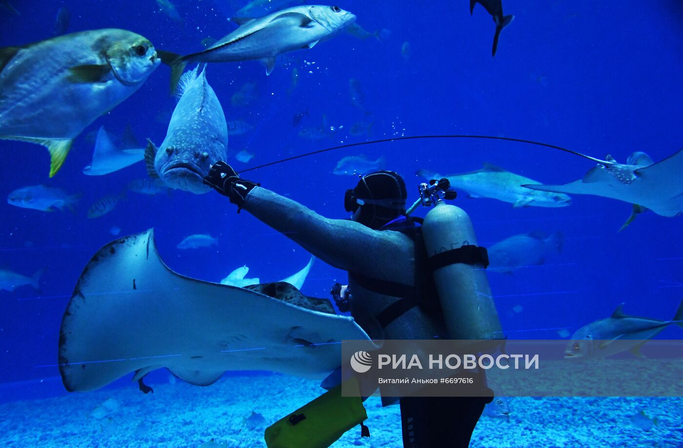 Кормление обитателей Приморского океанариума