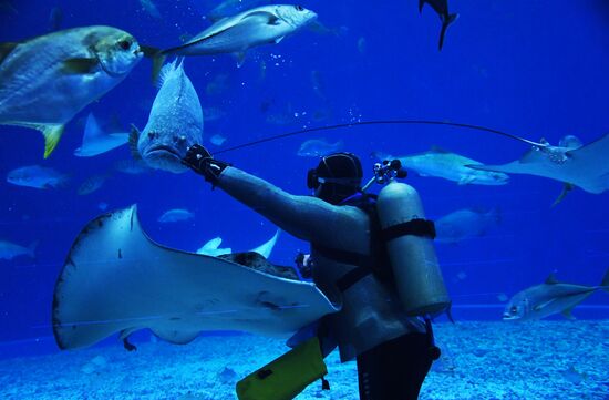 Кормление обитателей Приморского океанариума