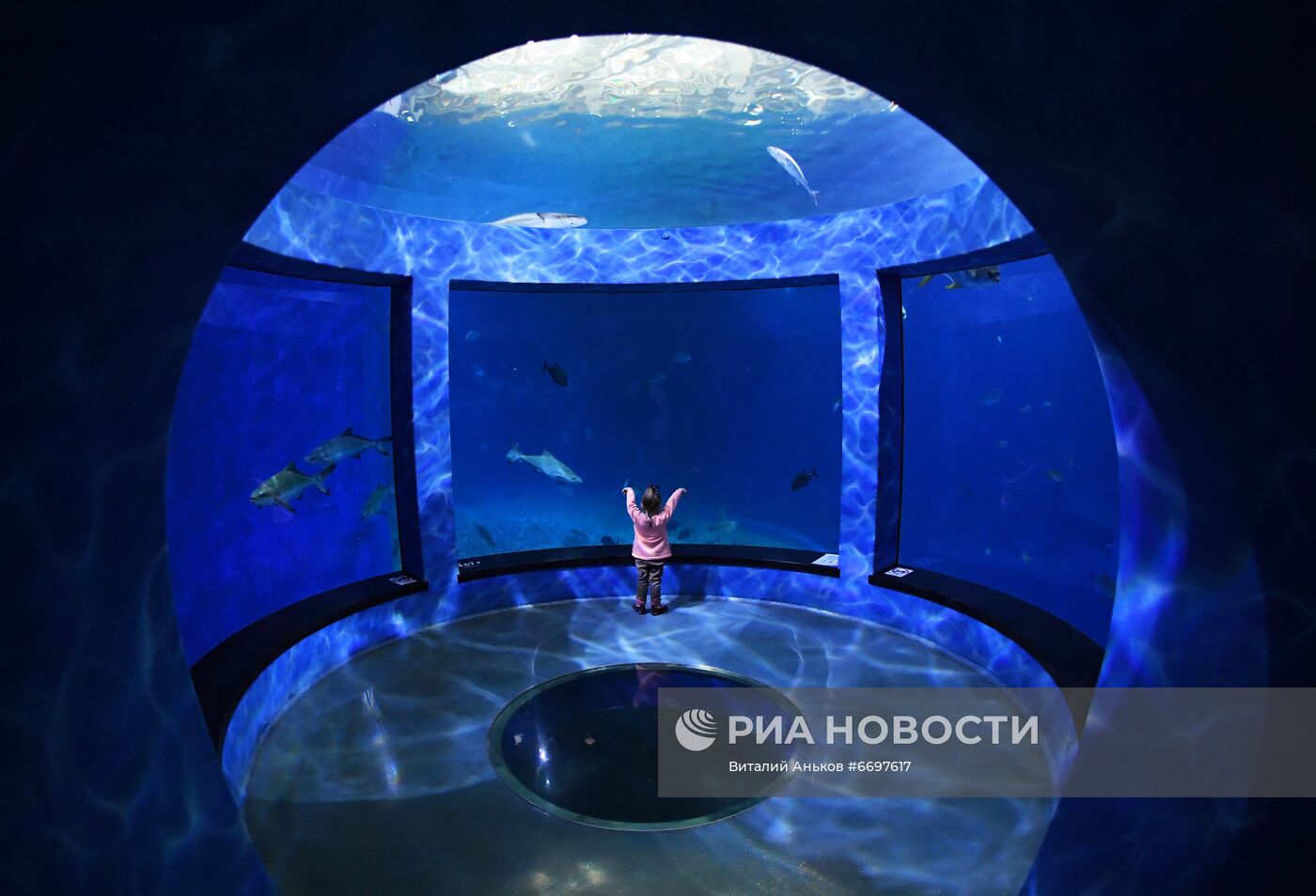 Кормление обитателей Приморского океанариума