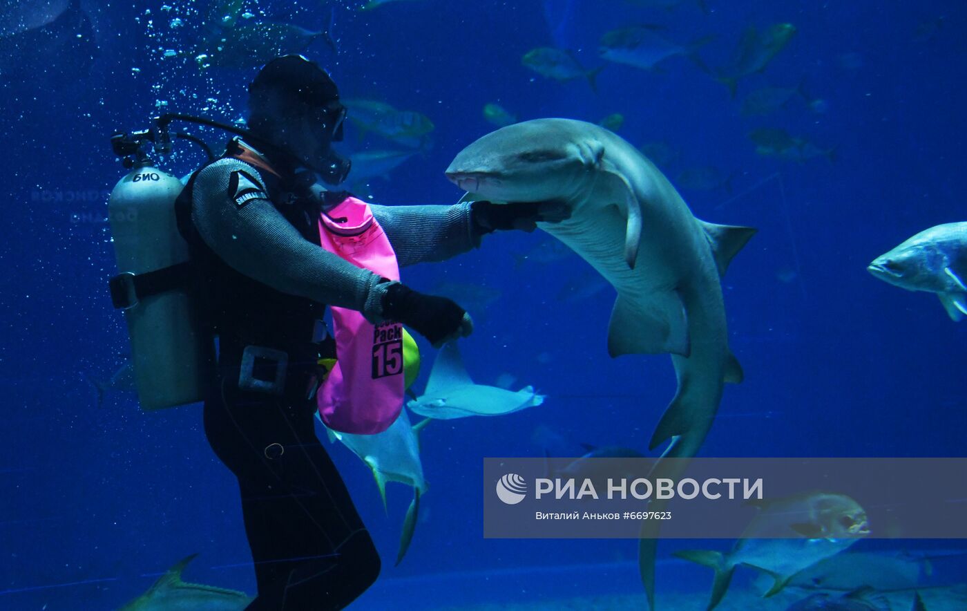 Кормление обитателей Приморского океанариума