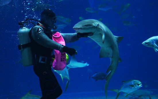 Кормление обитателей Приморского океанариума