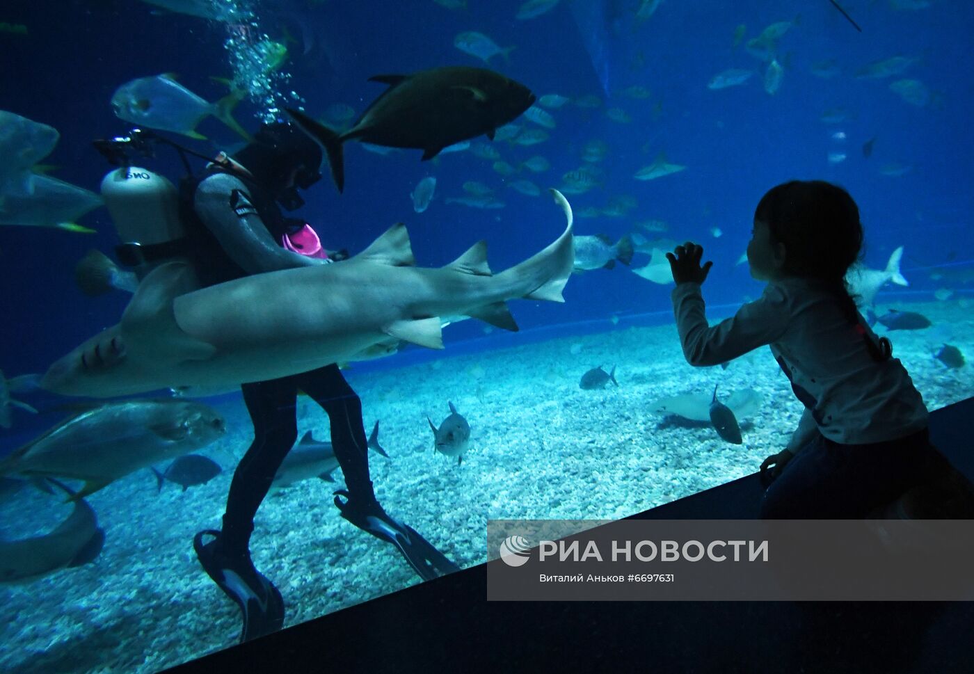 Кормление обитателей Приморского океанариума