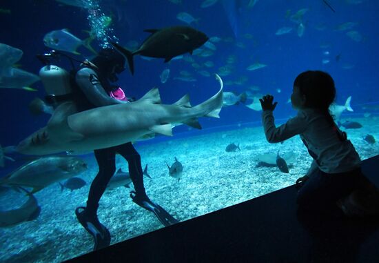 Кормление обитателей Приморского океанариума