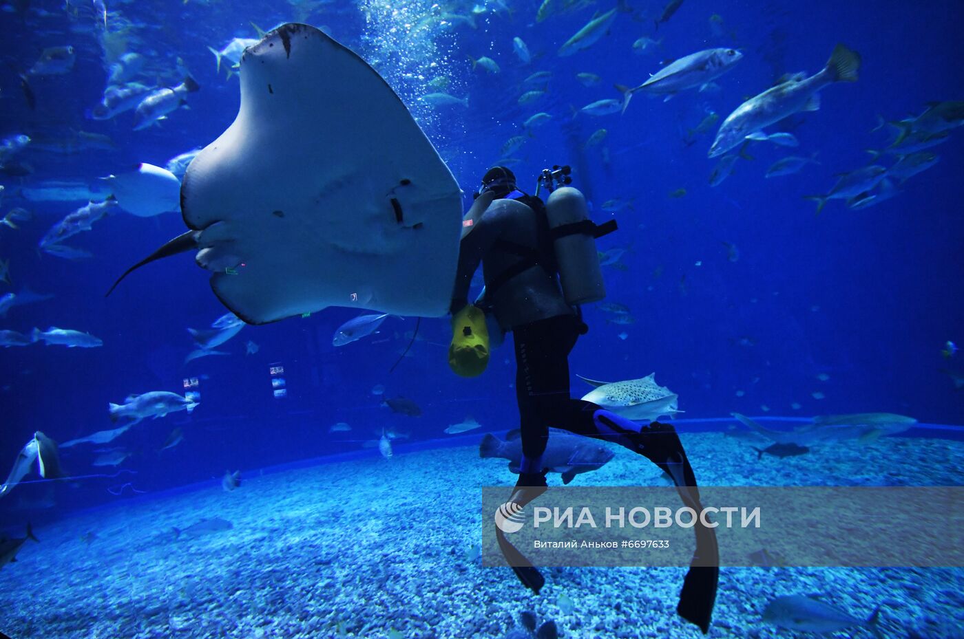 Кормление обитателей Приморского океанариума