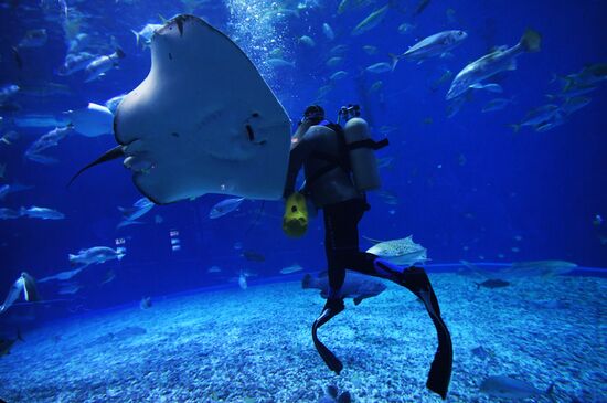 Кормление обитателей Приморского океанариума