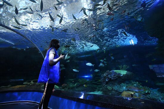 Кормление обитателей Приморского океанариума