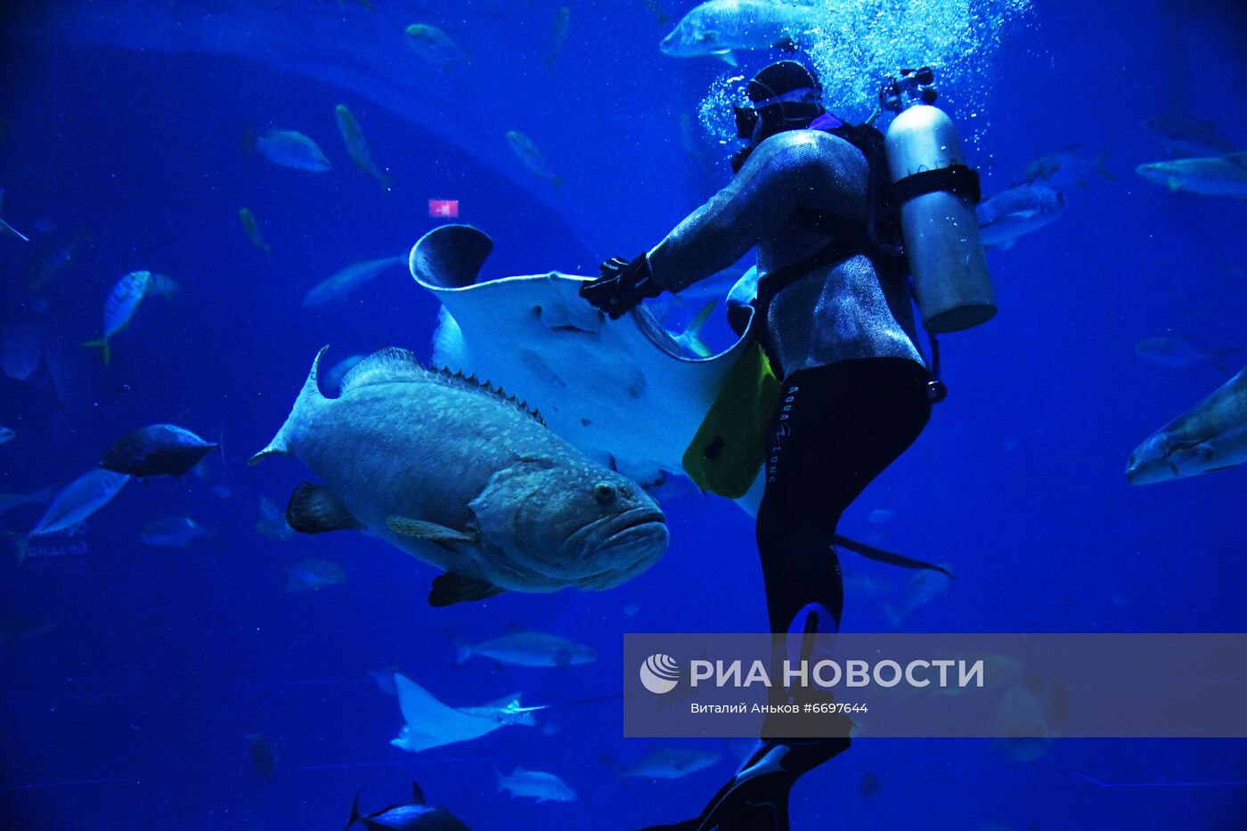 Кормление обитателей Приморского океанариума