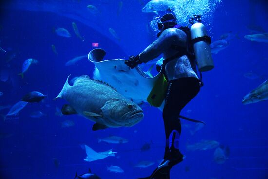 Кормление обитателей Приморского океанариума