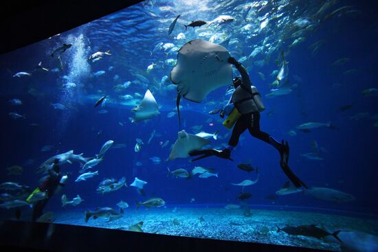 Кормление обитателей Приморского океанариума