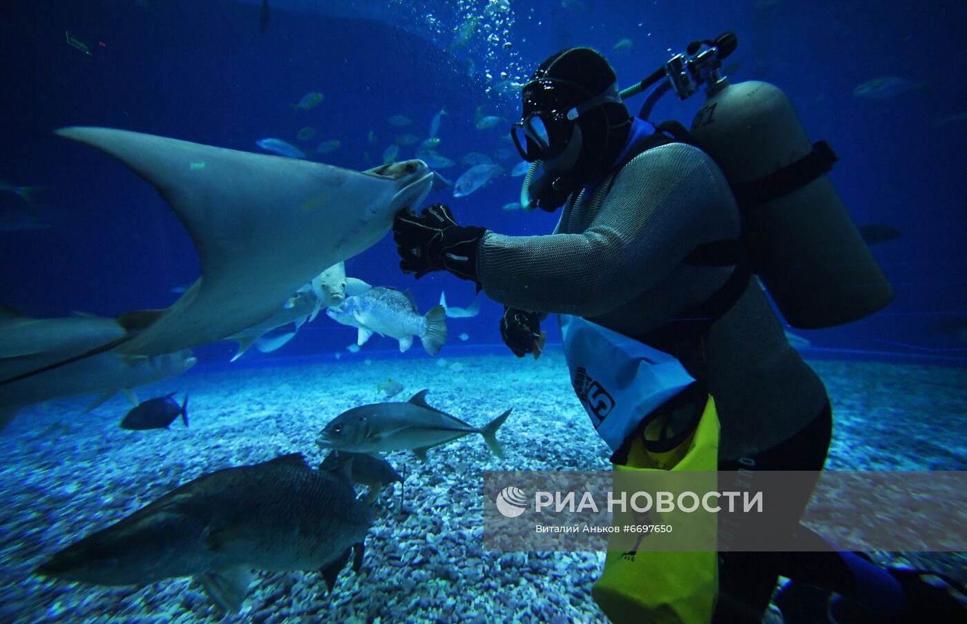 Кормление обитателей Приморского океанариума