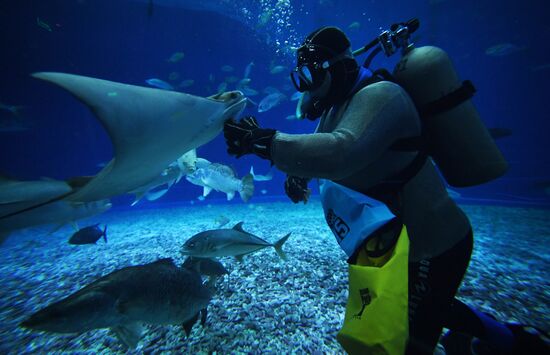 Кормление обитателей Приморского океанариума