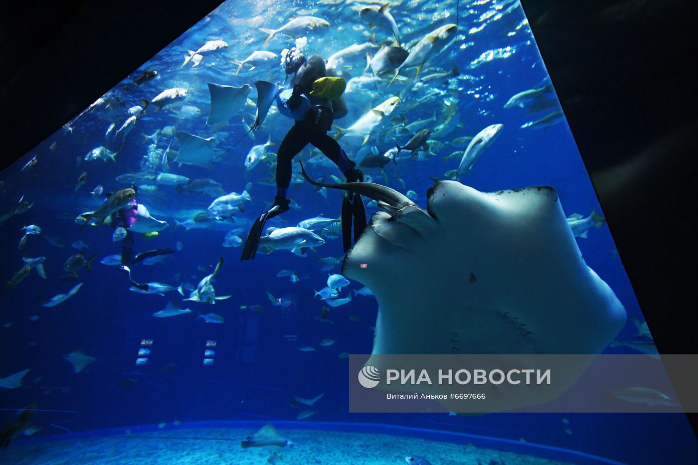 Кормление обитателей Приморского океанариума