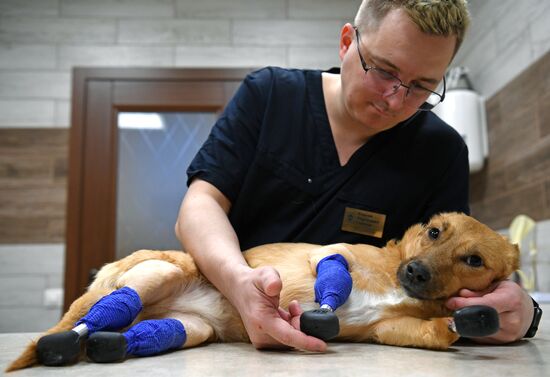В Новосибирске впервые в мире установили собаке протезы на все лапы