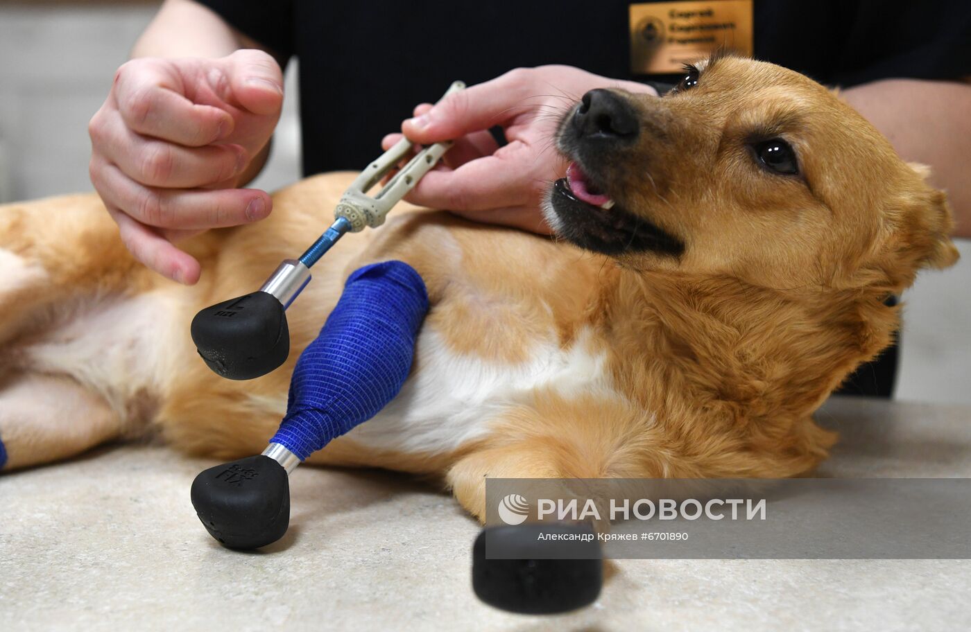 В Новосибирске впервые в мире установили собаке протезы на все лапы