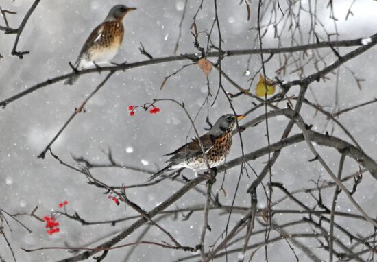 Снег в Москве