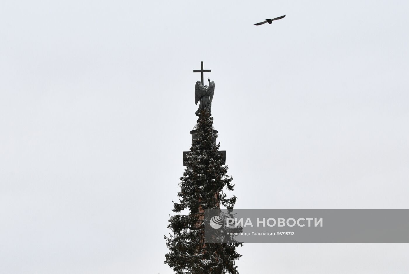 Главную новогоднюю ель Петербурга доставили на Дворцовую площадь