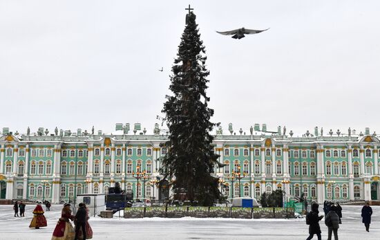 Главную новогоднюю ель Петербурга доставили на Дворцовую площадь
