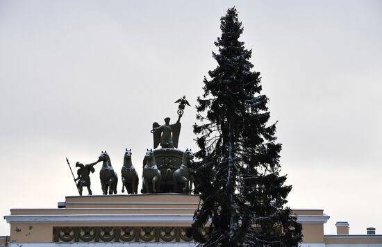 Главную новогоднюю ель Петербурга доставили на Дворцовую площадь