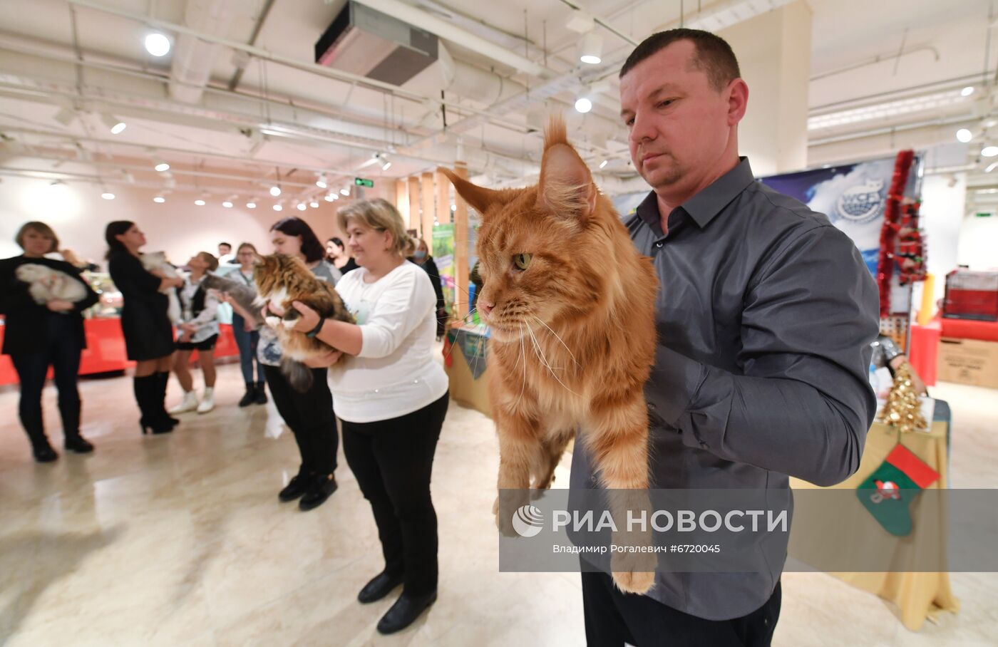 Международная выставка кошек в Минске