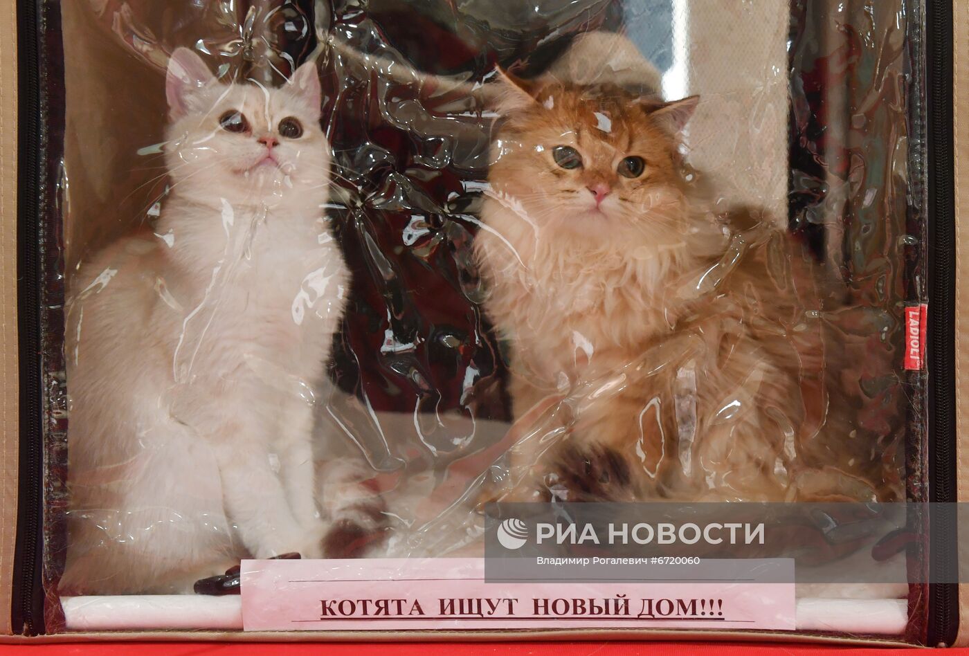 Международная выставка кошек в Минске